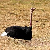 TANZANIA - Ngorongoro Crater - 50 Ostrich